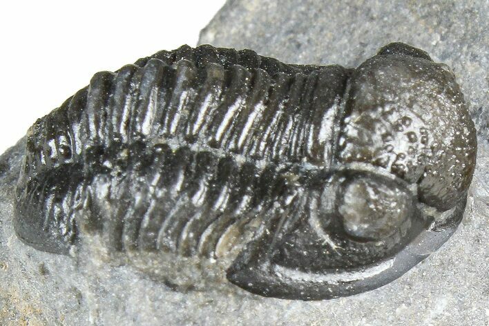 Detailed Gerastos Trilobite Fossil - Morocco #363934